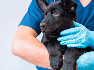 CURSO DE AUXILIAR DE CLÍNICA VETERINARIA