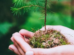 CUE en Gestión de Calidad